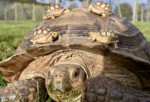 tortoises riding tortoise (Animals Riding Animals)