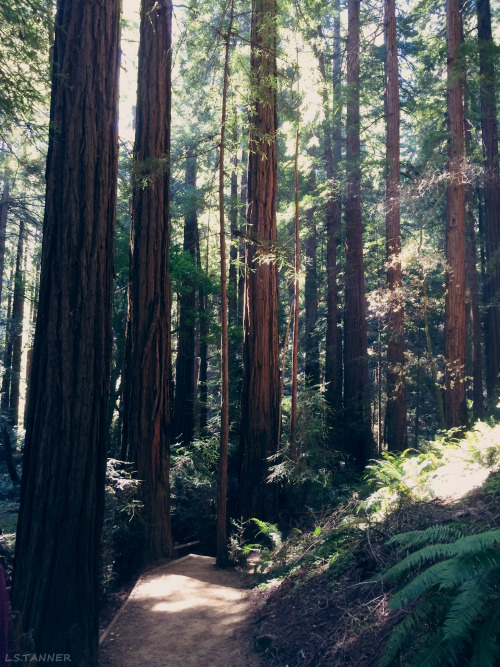 -vvaste:<br />Muir Woods, California - March 2015<br />All photos taken by... (Trees, Forests, Green)
