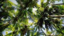 Palmen am Strand von Maho Bay, Virgin-Islands-Nationalpark, Amerikanische Jungferninseln (© Shutterstock) Bing Everyday Wallpaper 2016-10-01