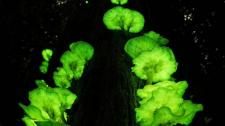 Ghost fungi on a tree in the Atherton Tablelands, Queensland (© Jurgen Freund/NPL/Minden Pictures) Bing Everyday Wallpaper 2017-02-01