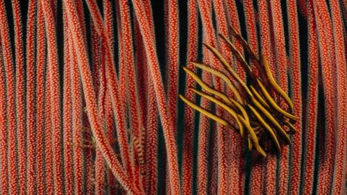 Feather star clinging to harp gorgonian in the Great Barrier Reef, Queensland (© Fred Bavendam/Minden Pictures/plainpicture) Bing Everyday Wallpaper 2017-02-26
/tmp/UploadBetaClzRGN [Bing Everyday Wall Paper 2017-02-26] url = http://www.bing.com/az/hprichbg/rb/StarGorgonian_EN-AU9945113774_1920x1080.jpg

File Size (KB): 300.17 KB
Last Modified: November 26 2021 17:11:59
