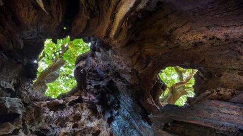 View up to the canopy through holes in an old English oak, Sherwood Forest, Nottinghamshire (© Alex Hyde/Minden Pictures) Bing Everyday Wallpaper 2017-10-20
/tmp/UploadBetaNh58MW [Bing Everyday Wall Paper 2017-10-20] url = http://www.bing.com/az/hprichbg/rb/EnglishOak_EN-GB7279703743_1920x1080.jpg

File Size (KB): 323.89 KB
Last Modified: November 26 2021 17:21:39
