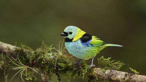 Green-headed tanager in the Atlantic Forest, Brazil (© Nate Chappel/Minden Pictures) Bing Everyday Wallpaper 2017-11-06
/tmp/UploadBetaaFSnau [Bing Everyday Wall Paper 2017-11-06] url = http://www.bing.com/az/hprichbg/rb/GreenHeadedTanager_ROW12672846774_1920x1080.jpg

File Size (KB): 317.49 KB
Last Modified: November 26 2021 17:21:45
