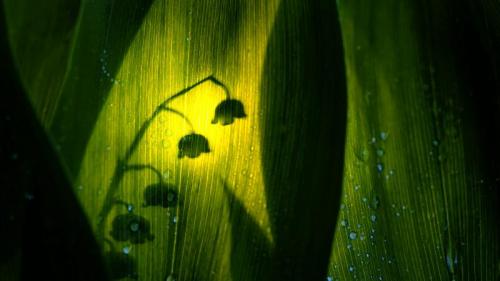 Silhouette of lily of the valley bloom (© Roine Magnusson/Getty Images) Bing Everyday Wallpaper 2018-05-15
/tmp/UploadBetav0VQB2 [Bing Everyday Wall Paper 2018-05-15] url = http://www.bing.com/az/hprichbg/rb/SilhouetteOfLily_ROW9760889677_1920x1080.jpg

File Size (KB): 329.81 KB
Last Modified: November 26 2021 18:35:01
