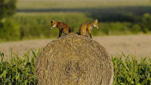 Young red foxes on a hay bale, Vosges, France (© Fabrice Cahez/Minden Pictures) Bing Everyday Wallpaper 2018-09-23
/tmp/UploadBeta5KC03C [Bing Everyday Wall Paper 2018-09-23] url = http://www.bing.com/az/hprichbg/rb/YoungRedFoxesVosges_ROW9936730247_1920x1080.jpg

File Size (KB): 326.42 KB
Last Modified: November 26 2021 18:35:48
