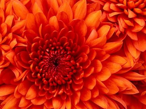 cssss
Chrysanthemum.jpg [Animals]

File Size (KB): 790.4 KB
Last Modified: November 26 2021 18:38:22
