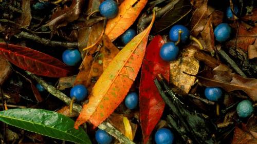 Blue quandongs and colourful leaves on subtropical rainforest floor, Currumbin Creek Valley (© Auscape/UIG via Getty Images) Bing Everyday Wallpaper 2019-04-06
/tmp/UploadBetar5Egpv [Bing Everyday Wall Paper 2019-04-06] url = http://www.bing.com/th?id=OHR.BlueQuandongCurrumbin_EN-AU4270678659_1920x1080.jpg

File Size (KB): 328.88 KB
Last Modified: November 26 2021 18:37:58
