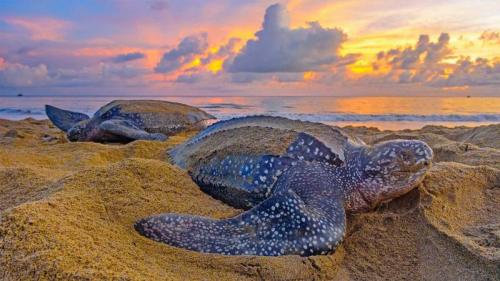 Leatherback sea turtles in Trinidad and Tobago (© Shane P. White/Minden Pictures) Bing Everyday Wallpaper 2019-07-15
/tmp/UploadBetalpdy8e [Bing Everyday Wall Paper 2019-07-15] url = http://www.bing.com/th?id=OHR.LeatherbackTT_EN-US7759807534_1920x1080.jpg

File Size (KB): 331.24 KB
Last Modified: November 26 2021 18:38:35
