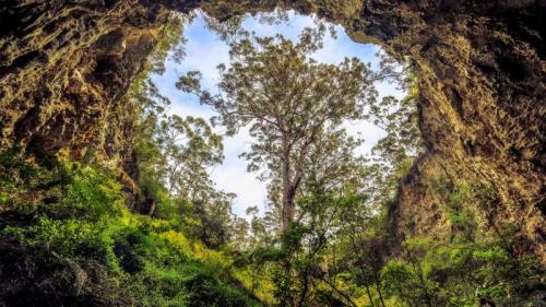 Giant karri tree at the entrance to a cave in the Margaret River area, Western Australia (© Posnov/Getty Images) Bing Everyday Wallpaper 2019-07-22
/tmp/UploadBetaewHL9J [Bing Everyday Wall Paper 2019-07-22] url = http://www.bing.com/th?id=OHR.KarriTree_ROW1467475781_1920x1080.jpg

File Size (KB): 328.21 KB
Last Modified: November 26 2021 18:38:36

