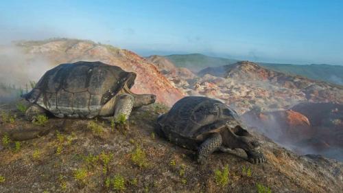 Giant tortoises on Alcedo Volcano in the Galápagos Islands (© Tui De Roy/Minden Pictures) Bing Everyday Wallpaper 2019-07-31
/tmp/UploadBetaNvLuQl [Bing Everyday Wall Paper 2019-07-31] url = http://www.bing.com/th?id=OHR.TortoiseMigration_EN-US3385545831_1920x1080.jpg

File Size (KB): 328.97 KB
Last Modified: November 26 2021 18:38:42
