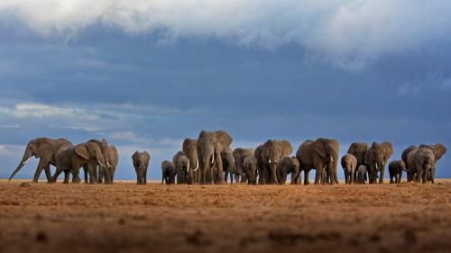 Elephants in Amboseli National Park, Kenya (© Adam Bannister/Offset) Bing Everyday Wallpaper 2019-08-13
/tmp/UploadBetaN2AfVu [Bing Everyday Wall Paper 2019-08-13] url = http://www.bing.com/th?id=OHR.AmboseliHerd_EN-US4906595421_1920x1080.jpg

File Size (KB): 321.21 KB
Last Modified: November 26 2021 18:38:53
