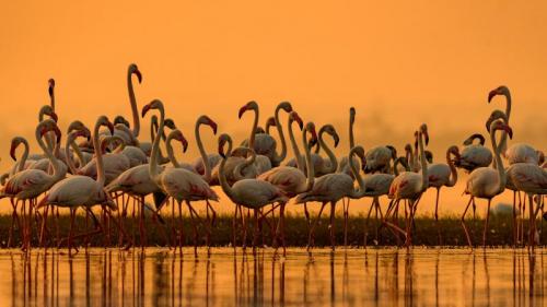 Greater flamingos, India (© Amresh Mishra/500px/Getty Images) Bing Everyday Wallpaper 2021-06-20
/tmp/UploadBeta7JKoKm [Bing Everyday Wall Paper 2021-06-20] url = http://www.bing.com/th?id=OHR.GreaterFlamingosIndia_ROW2575812404_1920x1080.jpg

File Size (KB): 317.56 KB
Last Modified: November 26 2021 18:34:31
