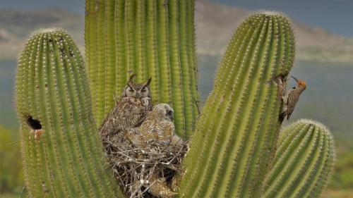 Great horned owls and a gilded flicker on a saguaro cactus in the Sonoran Desert, Arizona (© John Cancalosi/Minden Pictures) Bing Everyday Wallpaper 2022-12-15
/tmp/UploadBetaf9Sq85 [Bing Everyday Wall Paper 2022-12-15] url = http://www.bing.com/th?id=OHR.GildedFlicker_EN-US2911251361_1920x1080.jpg

File Size (KB): 336.36 KB
Last Modified: December 15 2022 00:00:02
