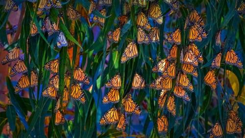 Monarch butterflies at Pismo Beach, California, USA (© Mimi Ditchie/Getty Images) Bing Everyday Wallpaper 2023-02-05
/tmp/UploadBetaUt1xxT [Bing Everyday Wall Paper 2023-02-05] url = http://www.bing.com/th?id=OHR.MonarchPismo_DE-DE0674772608_1920x1080.jpg

File Size (KB): 336.96 KB
Last Modified: February 05 2023 00:00:03
