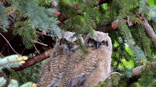 Great horned owl fledglings (© Michael Morse/Getty Images) Bing Everyday Wallpaper 2023-04-27
/tmp/UploadBetaasSJWa [Bing Everyday Wall Paper 2023-04-27] url = http://www.bing.com/th?id=OHR.GHOAudubonDay_EN-US1034364185_1920x1080.jpg

File Size (KB): 319.24 KB
Last Modified: April 27 2023 00:00:01
