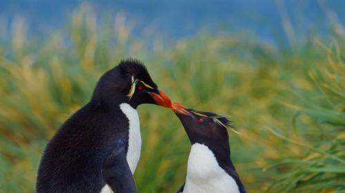 Southern rockhopper penguins, Falkland Islands (© Tony Beck/Getty Images) Bing Everyday Wallpaper 2023-07-07
/tmp/UploadBetafPIyVa [Bing Everyday Wall Paper 2023-07-07] url = http://www.bing.com/th?id=OHR.KissingPenguins_ROW3223785283_1920x1080.jpg

File Size (KB): 316.93 KB
Last Modified: July 07 2023 00:00:03
