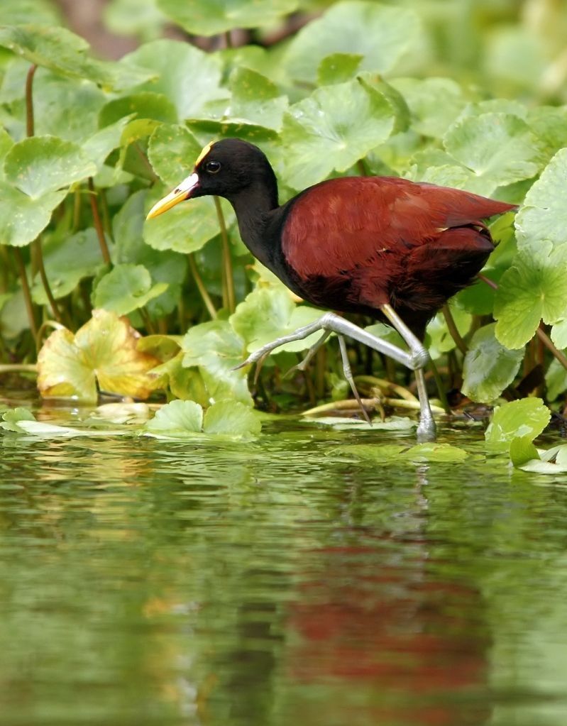 Brown bird, bird-walking-water.jpg [Animals]
