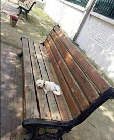 RT @BabyAnimalPics: small dogs snoozing on large places http://t.co/Kiuy9gPzZo