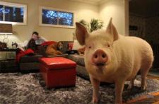 RT @EstherThePig: I'm glad the dogs like the new furniture, I was worried they'd sit on the floor. http://t.co/6ydDNcvHxU