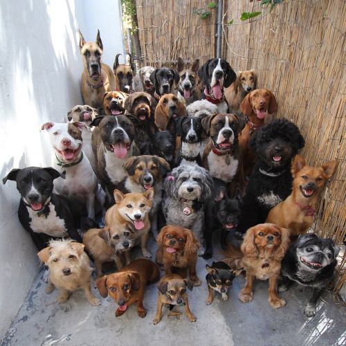 cute-overload: Look at this pile of 30 dogs posing and looking straight at the camera. http://cute-overload.tumblr.com source: http://imgur.com/r/aww/8iVy7t6