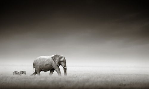 earthlynation: (via 500px / Elephant with zebra by Johan Swanepoel)