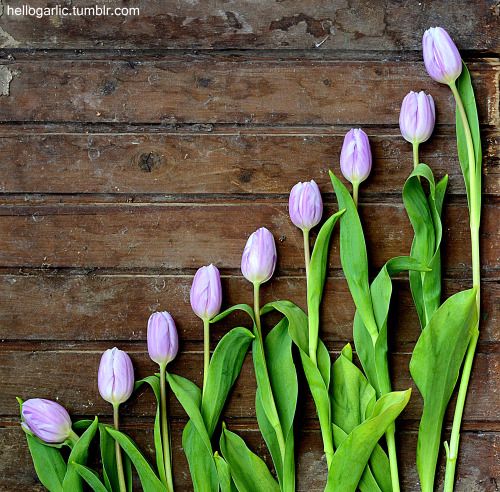 hellogarlic: hello tulips!
