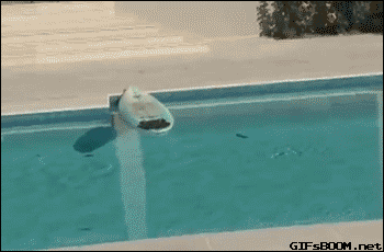 gifsboom: Cat Surfs Across Pool to Escape Dog Attack. [video]