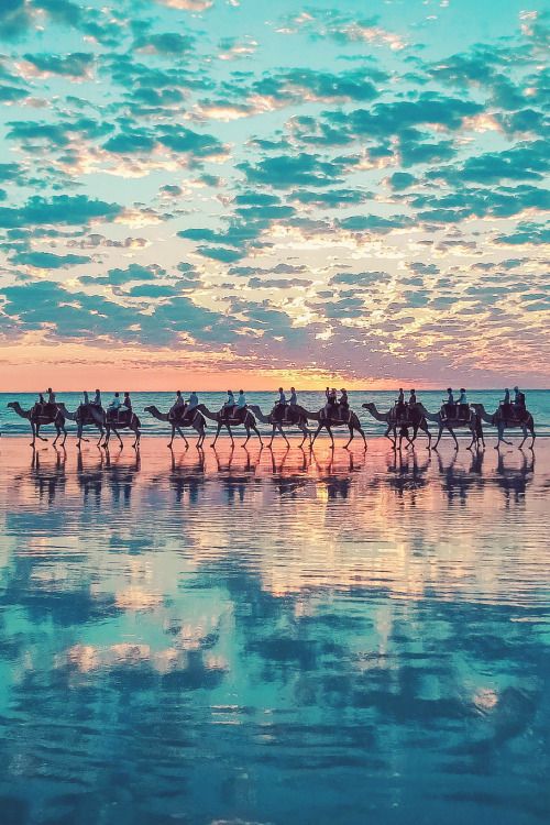 sitoutside: Camels in Broome, Australia byÂ Shahar Keren