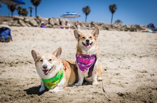 Over 600 corgis were in attendance yesterday at corgi beach day. The official check in count was at 634, but there were a couple people who didnât check in so my guess is it was probably closer to 640 corgis.Â 
/tmp/UploadBetayKI410 [Over 600 corgis were in attendance yesterday at corgi beach day. The official check in count was at 634, but there were a couple people who didnât check in so my guess is it was probably closer to 640 corgis.Â ] url = http://

File Size (KB): 34.32 KB
Last Modified: November 26 2021 18:30:06
