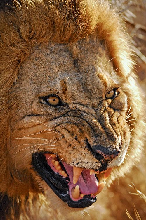 earthlynation: Snarling Lion by Cameron Azad on Flickr.
