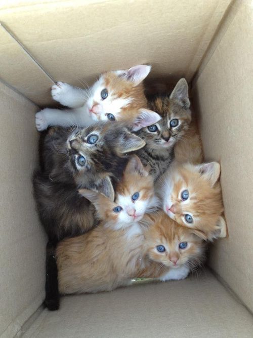 poor cats in a box. save them please.