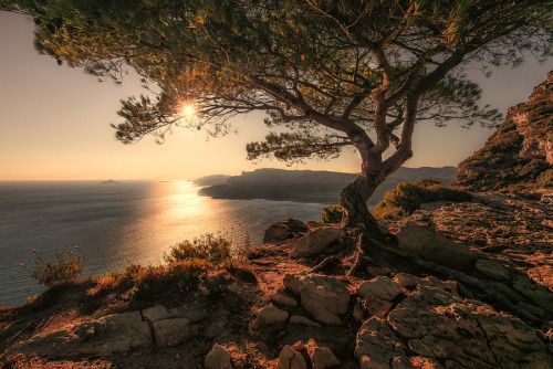 wrd500px: STONE PINE by Mr Friks Colors