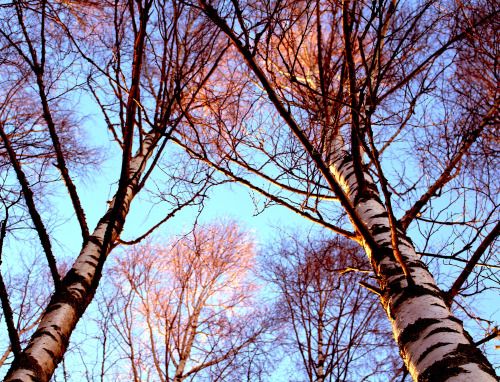tofreezetime: Birches in sun