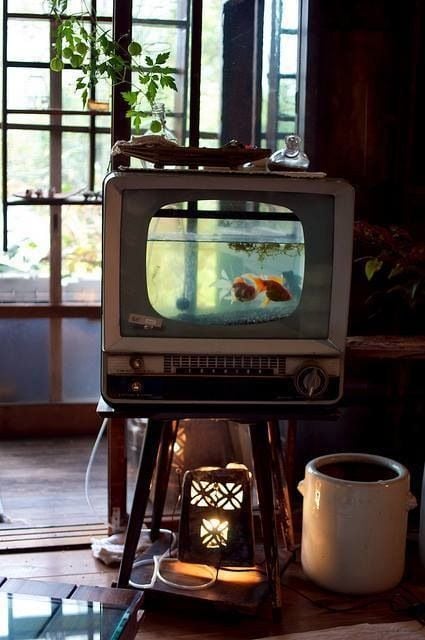 Fish in the TV tank.