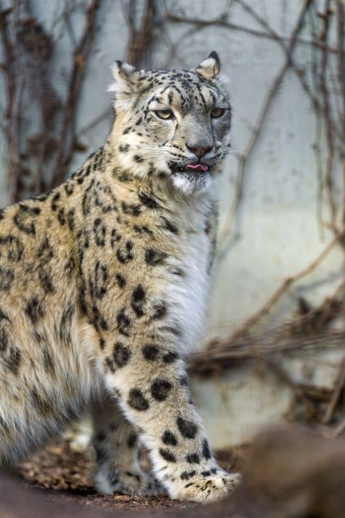 earthlynation: Sitting Kailash (by Tambako the Jaguar)