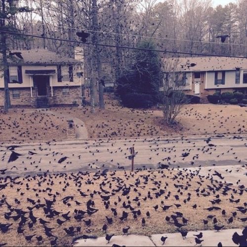 thechronicleofshe: stunningpicture: So I woke up to this out front *rolls up sleeves* welp, time to become a witch