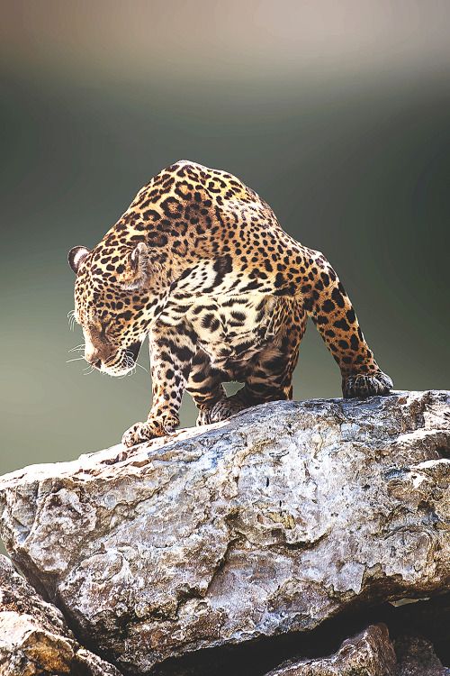 lmmortalgod: Panthera onca