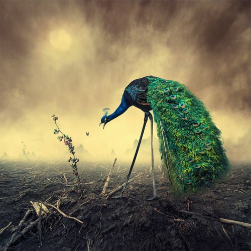 itscolossal: Surreal Photo Manipulations by Caras Ionut