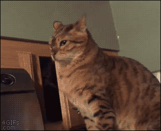 seriouslyfunnygifs: The opening scene of a cat horror movie Seriously Funny GIfs