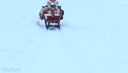 giffpics: Cute-dog-christmas-sledding See more GIFs