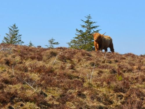 Scottish Cow, Highlands
