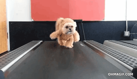 Dog in teddy costume running on a treadmillÂ 
