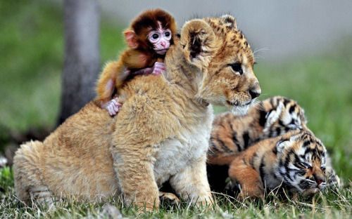 exoticana: A baby monkey, a lion cub and tigers cubs play at the Guaipo Manchurian Tiger Park in Shenyang, China.
