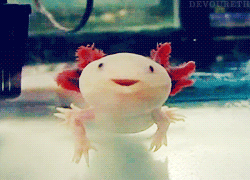 Good morning, babies! For no particular reason whatsoever, hereâs a happy axolotl to cheer up your Monday!