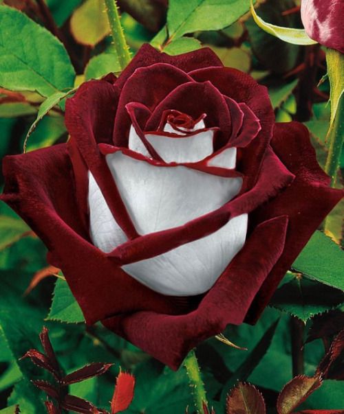 theweepingangelbehindyou: Osiria Rose has a lovely two color combination of blood-red petals on the inside and silvery white on the outside This is the most gorgeous thing Iâve ever seen in my life.