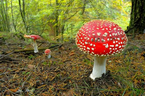 blooms-and-shrooms: Italy, Amanita muscaria by VittorioRicci on Flickr.