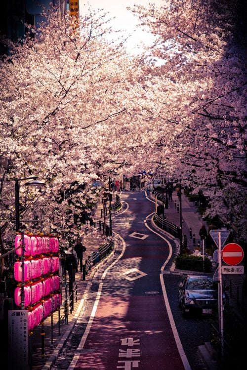 Sakura in Shibuya by (Â·NicoÂ·)