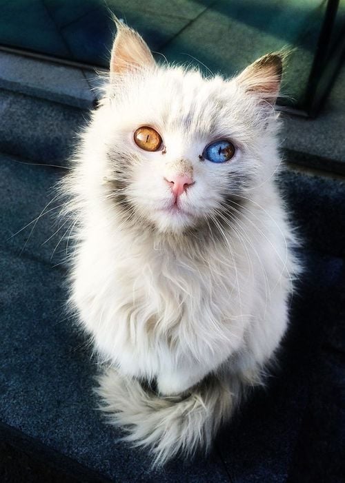 69shadesofgray: if i ever own a cat, i want it to look like this