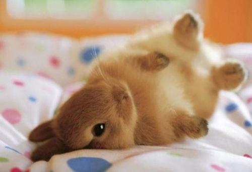 iglovequotes: http://iglovequotes.net/ Fluffy yellow rabbit on the bed.