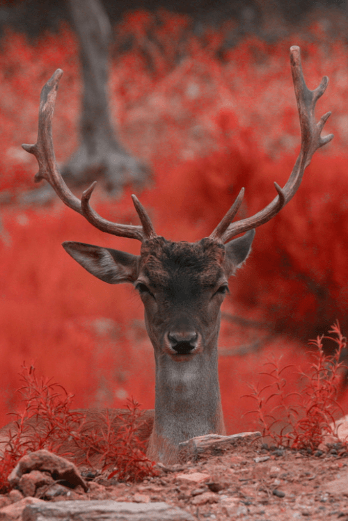 end0skeletal: RedWorld/ Deer byÂ Niko Angelopoulos